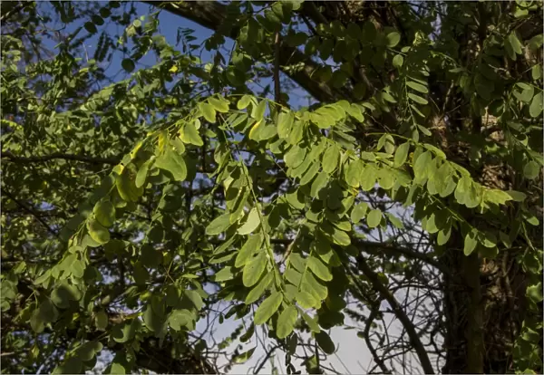 Robinia pseudoacacia, commonly known as the Black Locust or False Acacia, is a tree in the subfamily Faboideae