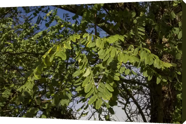 Robinia pseudoacacia, commonly known as the Black Locust or False Acacia, is a tree in the subfamily Faboideae