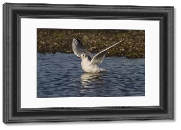 Black headed Gull in Winter plumage flying from fresh water pool - November