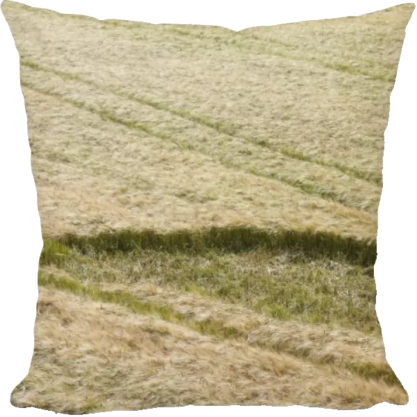 Barley (Hordeum vulgare) crop, field with Jackdaw (Corvus monedula) damage, Isle of Man, August