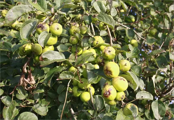Wild Crabapple (Malus sylvestris) close-up of fruit, growing in hedgerow at edge of river valley fen, Middle Fen