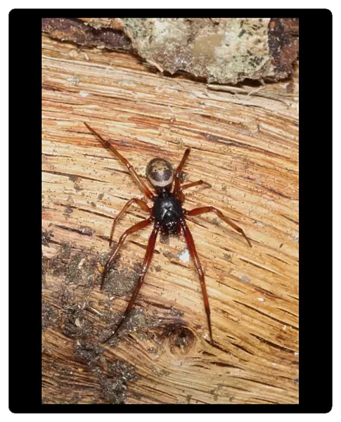 False Widow Spider (Steatoda nobilis) introduced species, adult, on log pile, Poole, Dorset, England, September