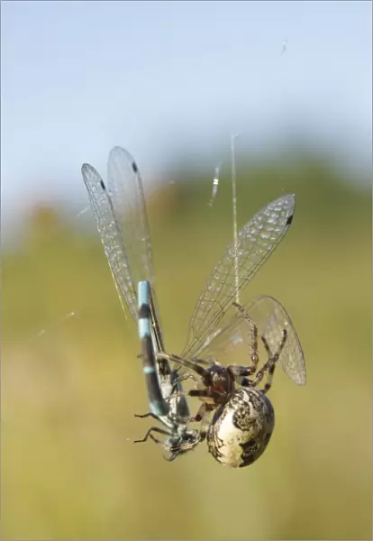 Furrow Orb-weaver Spider (Larinioides cornutus) adult, with captured Common Blue Damselfly (Enallagma cyathigerum)