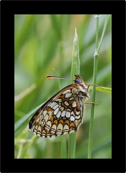Heath Fritillary (Melitaea athalia) adult, resting on grass stem in woodland, East Blean Woods National Nature Reserve