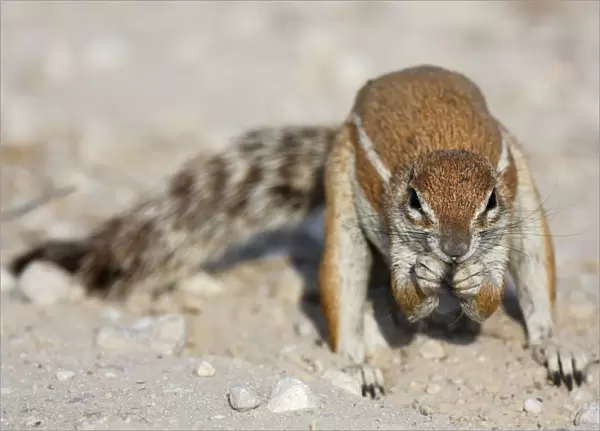 Cape Ground Squirrel (Xerus inauris) adult male, feeding, Kgalagadi Transfrontier Park, Kalahari Gemsbok N. P