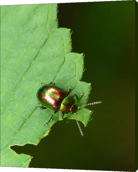Dead-nettle Leaf Beetle (Chrysolina fastuosa) adult, resting on leaf, Italy, july