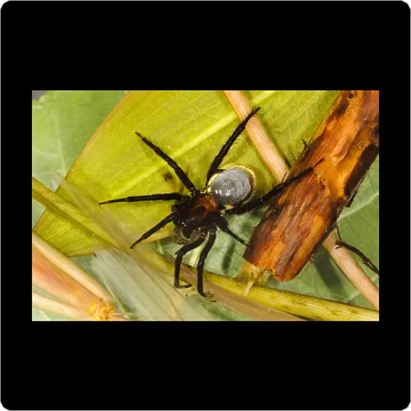 Water Spider (Argyroneta aquatica) adult, with abdominal air bubble, feeding on Emerald Damselfly (Lestes sponsa)