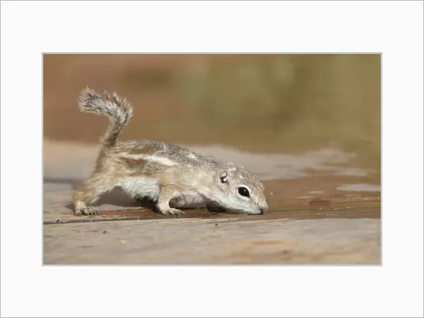 White-tailed Antelope Squirrel (Ammospermophilus leucurus) adult, drinking water trapped between concrete slabs