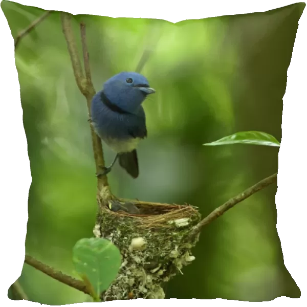 Black-naped Monarch (Hypothymis azurea styani) adult male, perched at nest with chicks, Kaeng Krachan N. P
