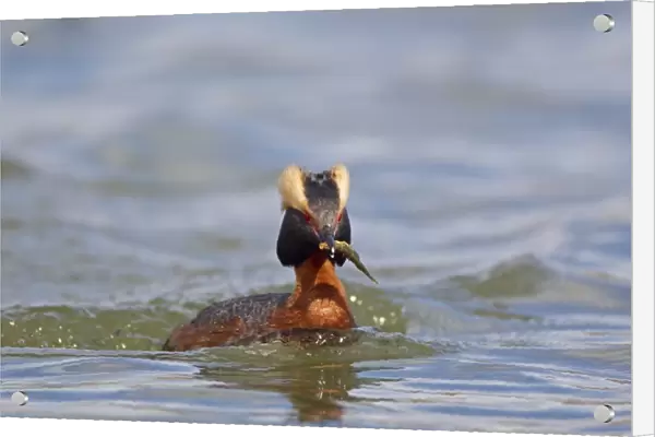 Slavonian Grebe (Podiceps auritus) adult female, breeding plumage, with stickleback prey in beak, swimming on lake