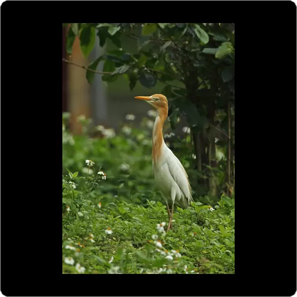 Eastern Cattle Egret (Bubulcus ibis coromandus) adult, breeding plumage, foraging in city allotment, Taipei City