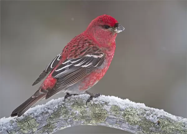 Pine Grosbeak (Pinicola enucleator) adult male, perched on branch in snow, Lapland, Finland, March