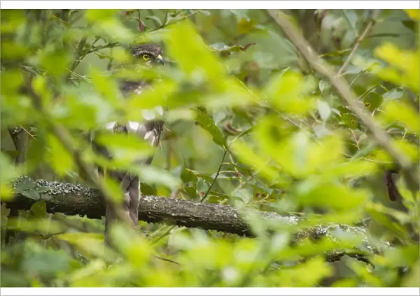 Eurasian Sparrowhawk (Accipiter nisus) adult female, perched on branch amongst foliage after bathing, Kent, England