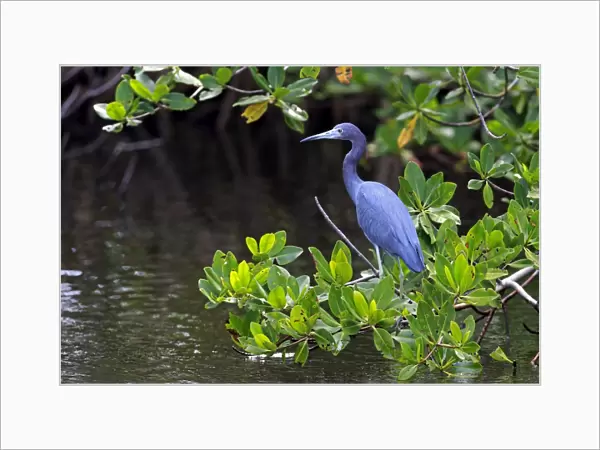 Little Blue Heron (Egretta caerulea) adult, standing on mangrove branch over water, Venice Rookery, Venice, Florida
