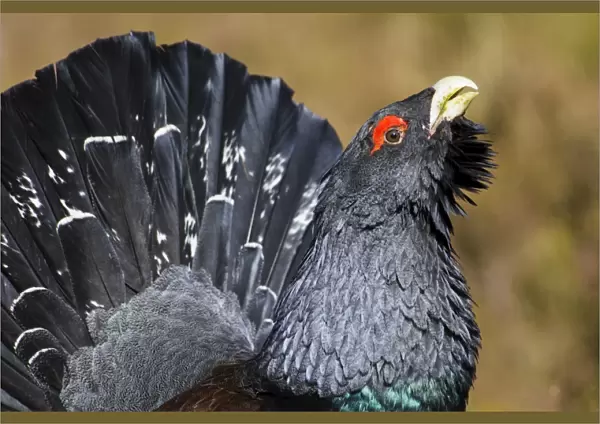Western Capercaillie (Tetrao urogallus) adult male, close-up of head and neck, in territorial display