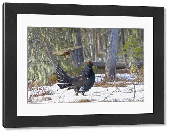Western Capercaillie (Tetrao urogallus obsoletus) adult male, displaying on snow at lek in taiga forest