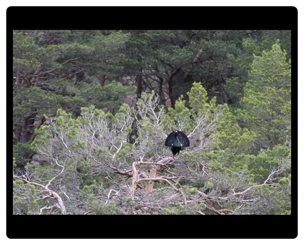 Western Capercaillie (Tetrao urogallus) adult male, displaying in Scots Pine (Pinus sylvestris)