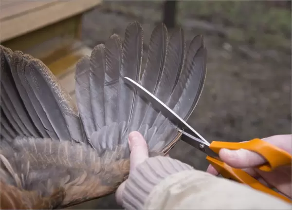 Domestic Chicken, hen, wing clipping, using sharp scissors to cut off first ten flight feathers of one wing