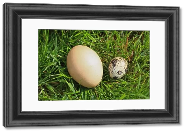 Domestic Chicken and Common Quail (Coturnix coturnix) eggs, size comparison on grass, Suffolk, England, May