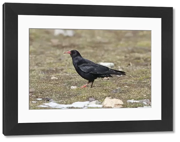 Red-billed Chough (Pyrrhocorax pyrrhocorax barbarus) North African subspecies, adult, standing on grass, Morocco, March