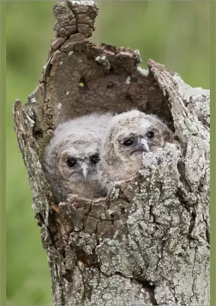 Tawny Owl (Strix aluco) two chicks, huddled together in hollow tree, Suffolk, England, May (captive)