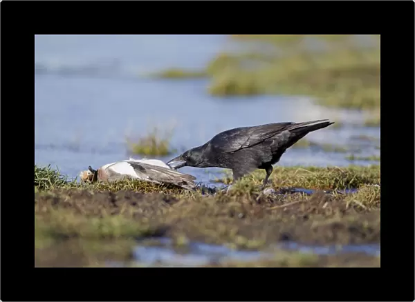 Carrion Crow (Corvus corone) adult, feeding on dead Eurasian Wigeon (Anas penelope) adult male, Suffolk, England