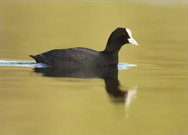 Common Coot (Fulica atra) adult, swimming with reflection, Telford, Shropshire, England, March