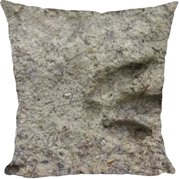 Black-bellied Sandgrouse (Pterocles orientalis) footprint in mud, Castilla y Leon, Spain, May