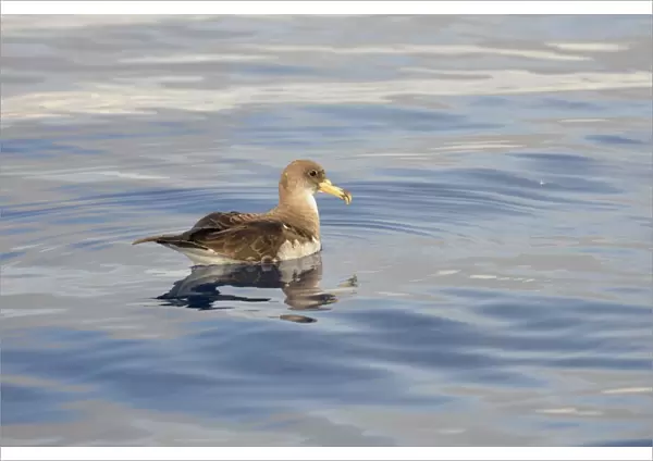 Corys Shearwater (Calonectris diomedea) adult, resting on ocean surface, Azores, June