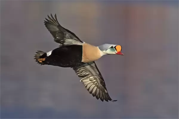 King Eider (Somateria spectabilis) adult male, breeding plumage, in flight over sea, Northern Norway, March