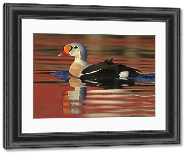 King Eider (Somateria spectabilis) adult male, breeding plumage, swimming at sea with reflections, Northern Norway