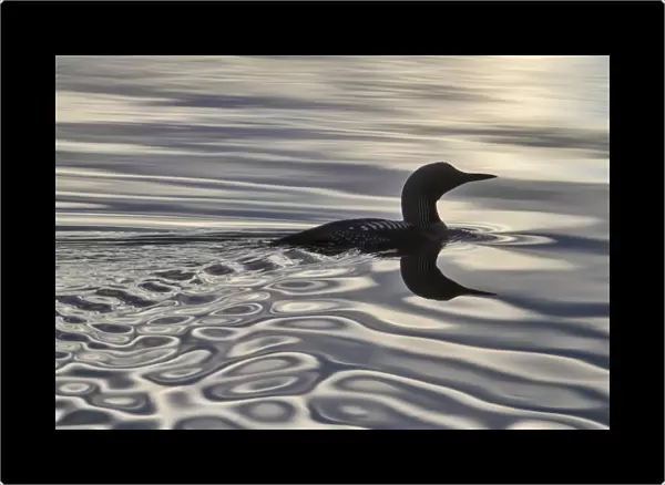 Black-throated Diver (Gavia arctica) adult, breeding plumage, swimming on lake with reflection of rising sun, Finland