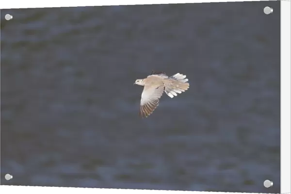Eurasian Collared Dove (Streptopelia decaocto) adult, in flight over water, Castilla y Leon, Spain, May