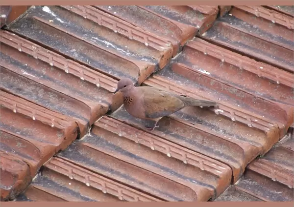 Laughing Dove (Streptopelia senegalensis) adult, standing on tiled roof in city, Istanbul, Turkey, March