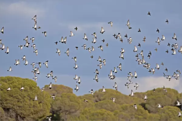 Stock Dove (Columba oenas) large winter flock, in flight, Spain, January