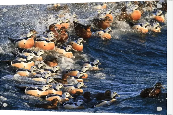 Stellers Eider (Polysticta stelleri) adult males and females, wintering flock, swimming through breaking wave