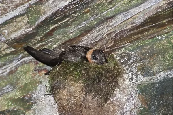 Chestnut-collared Swift (Streptoprocne rutila) adult, sitting on nest in cave, Trinidad, Trinidad and Tobago, July