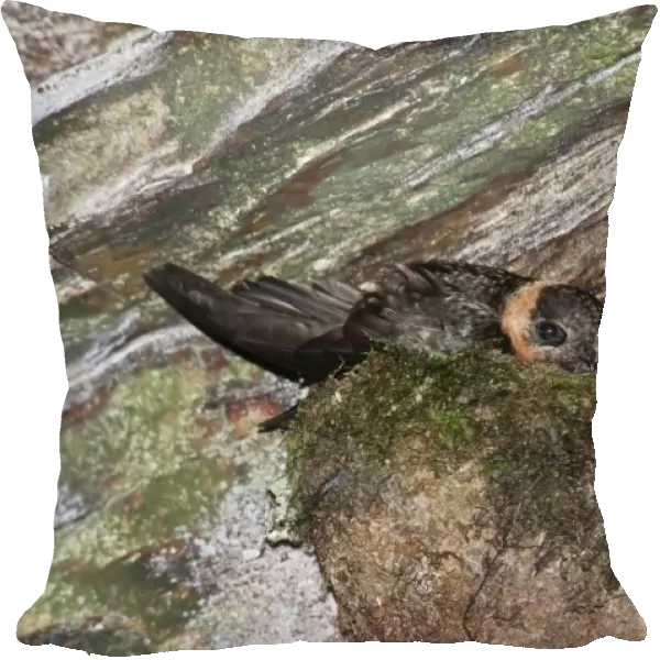 Chestnut-collared Swift (Streptoprocne rutila) adult, sitting on nest in cave, Trinidad, Trinidad and Tobago, July