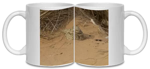 Egyptian Nightjar (Caprimulgus aegyptius) adult, roosting on sand in desert during daytime, Morocco, March
