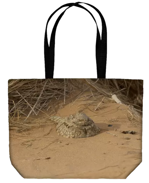 Egyptian Nightjar (Caprimulgus aegyptius) adult, roosting on sand in desert during daytime, Morocco, March
