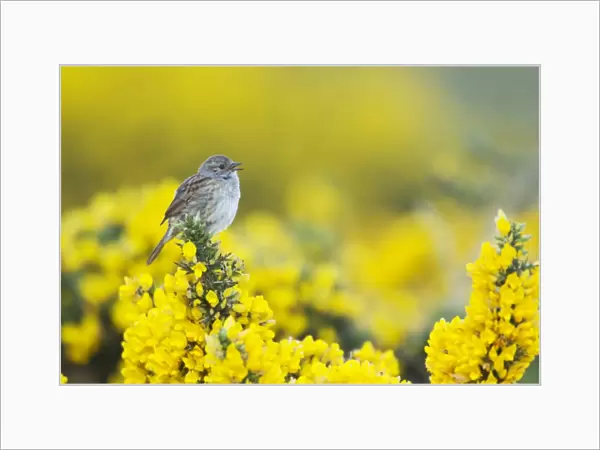 Dunnock (Prunella modularis) adult, singing, perched on flowering gorse, Jersey, Channel Islands, May