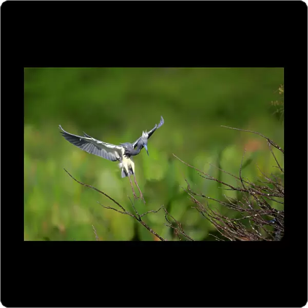 Tricoloured Heron Egretta tricolor adult, breeding plumage, in flight, landing on branch, Wakodahatchee Wetlands
