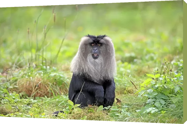 Lion-tailed Macaque (Macaca silenus) adult, sitting on grass (captive)