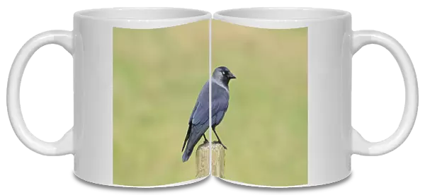 Jackdaw (Corvus monedula) adult, perched on fencepost in grassland, near Ripon, North Yorkshire, England, October
