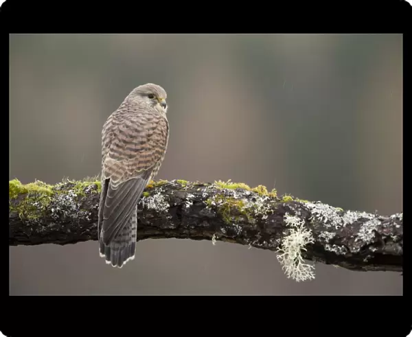 Common Kestrel (Falco tinnunculus) adult female, perched on branch during rainfall, Scotland, January (captive)