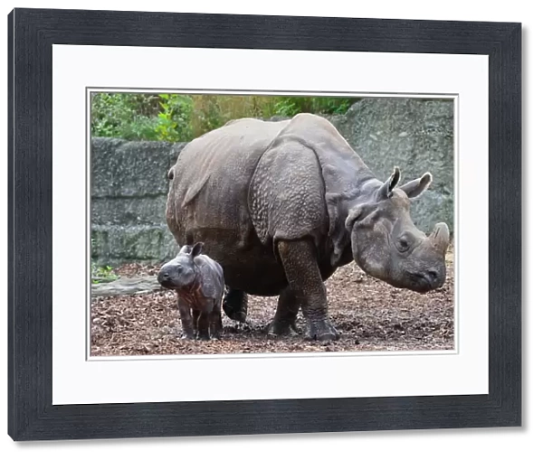 Indian Rhinoceros (Rhinoceros unicornis) adult female with newborn calf, Basel Zoo