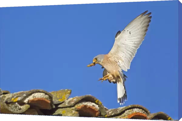 Lesser Kestrel (Falco naumanni) adult male, in flight, with Mole Cricket (Gryllotalpa gryllotalpa) prey in beak