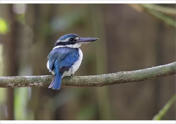 Collared Kingfisher (Todiramphus chloris amoenus) adult female, perched on branch in forest, Rennell Island