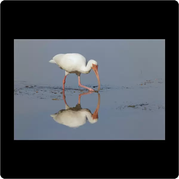 American White Ibis (Eudocimus albus) adult, feeding in shallow water, Florida, U. S. A. February