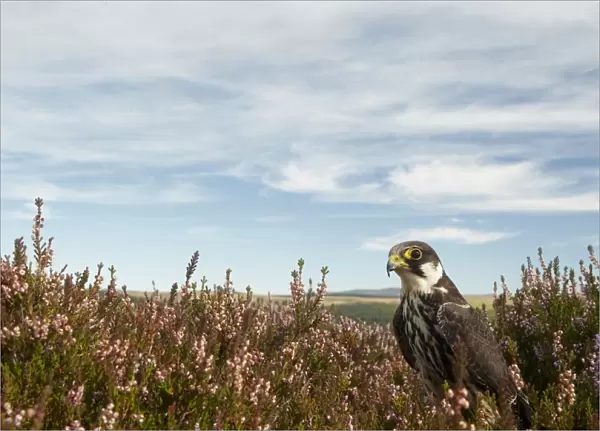 Eurasian Hobby (Falco subbuteo) immature, standing in heather on moorland, Powys, Wales, September (captive)